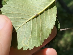 Stigmella multispicata