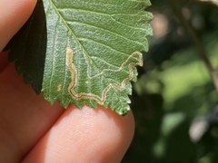 Stigmella multispicata