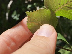 Stigmella multispicata