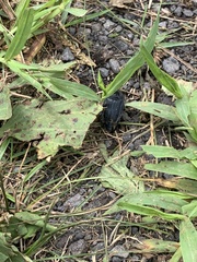Heteroptera