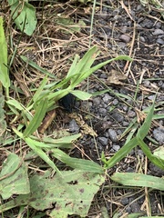 Heteroptera