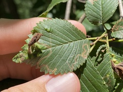 Stigmella multispicata