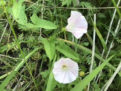 Calystegia hederacea