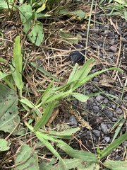 Heteroptera