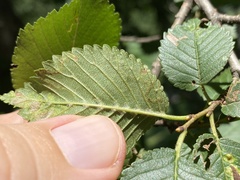 Stigmella multispicata