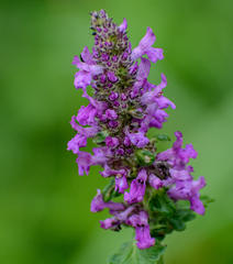 Betonica officinalis