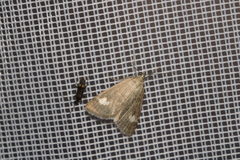 Udea alpinalis