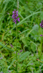 Betonica officinalis