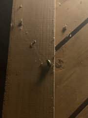 Heteroptera