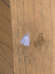 Lepidoptera