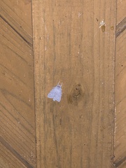 Lepidoptera