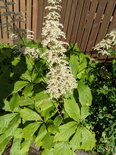 dlaňolistovka (Rodgersia)