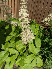 Rodgersia
