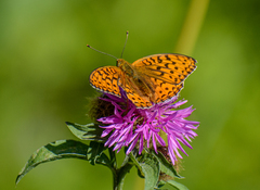 Argynnis adippe