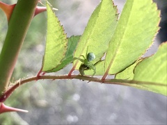 Ebrechtella tricuspidata