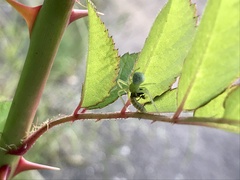 Ebrechtella tricuspidata