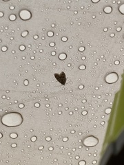 Lepidoptera