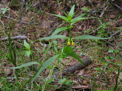 Melampyrum sylvaticum