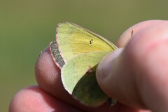 Colias hecla