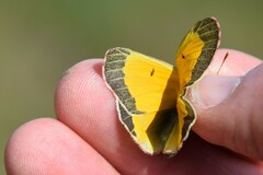 Colias hecla