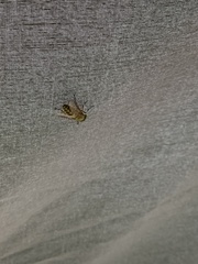 Diptera