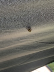 Diptera