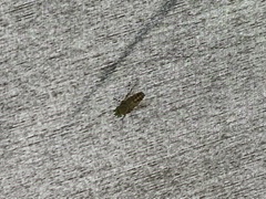 Diptera
