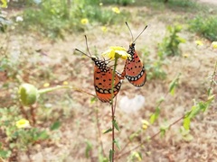 Acraea terpsicore