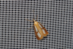 Catoptria conchella