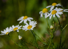 Tripleurospermum inodorum