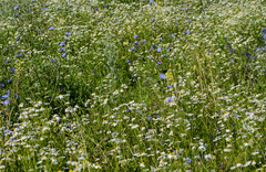 Tripleurospermum inodorum