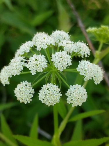 Hemlock waterparsnip (Sium suave)