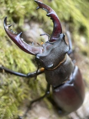 Lucanus cervus