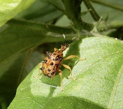 Hoplapoderus echinatus