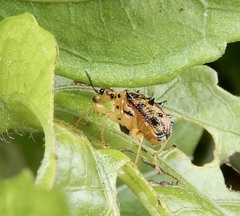 Hoplapoderus echinatus