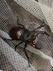 Lucanus cervus
