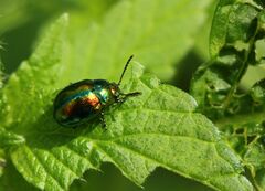 Chrysolina fastuosa