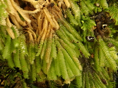 Catharomnion ciliatum
