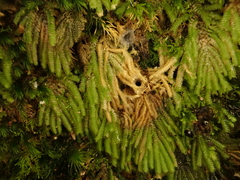 Catharomnion ciliatum