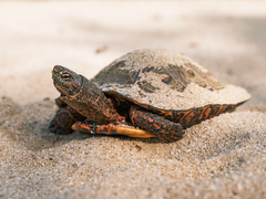 Rhinoclemmys pulcherrima pulcherrima