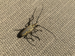Batocera lineolata