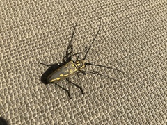 Batocera lineolata