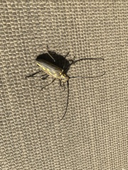 Batocera lineolata