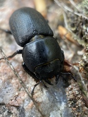 Dorcus parallelipipedus