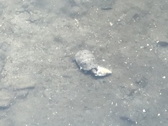 Trachemys scripta elegans
