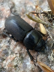 Dorcus parallelipipedus