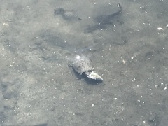 Trachemys scripta elegans