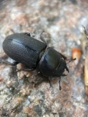 Dorcus parallelipipedus