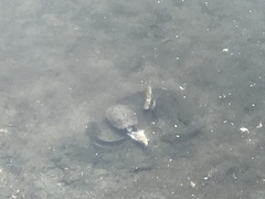 Trachemys scripta elegans
