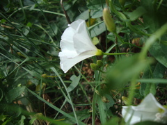 Convolvulus arvensis